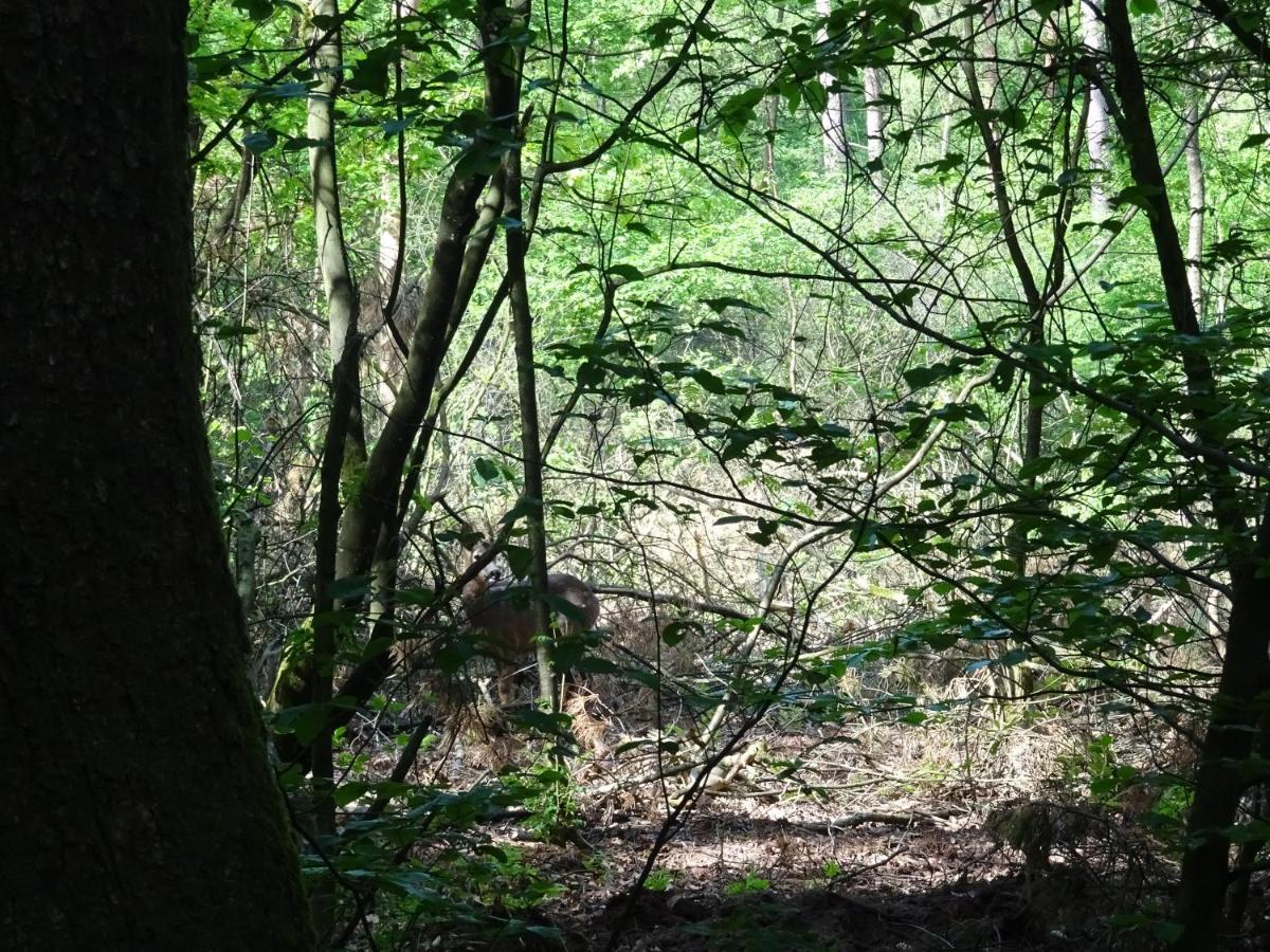 Veluwe Park Reewold Chalet Infinity Putten Bagian luar foto