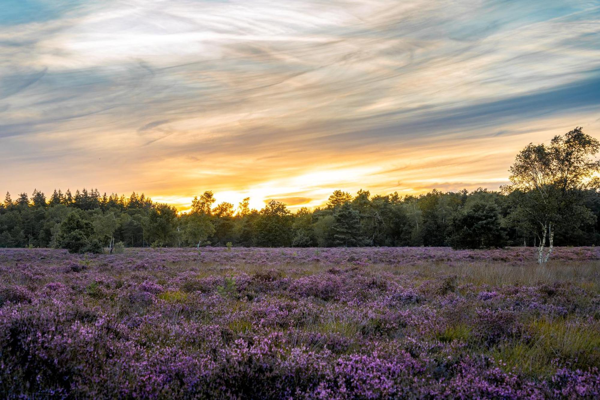 Veluwe Park Reewold Chalet Infinity Putten Bagian luar foto